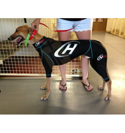 Hidez oblek - Greyhound